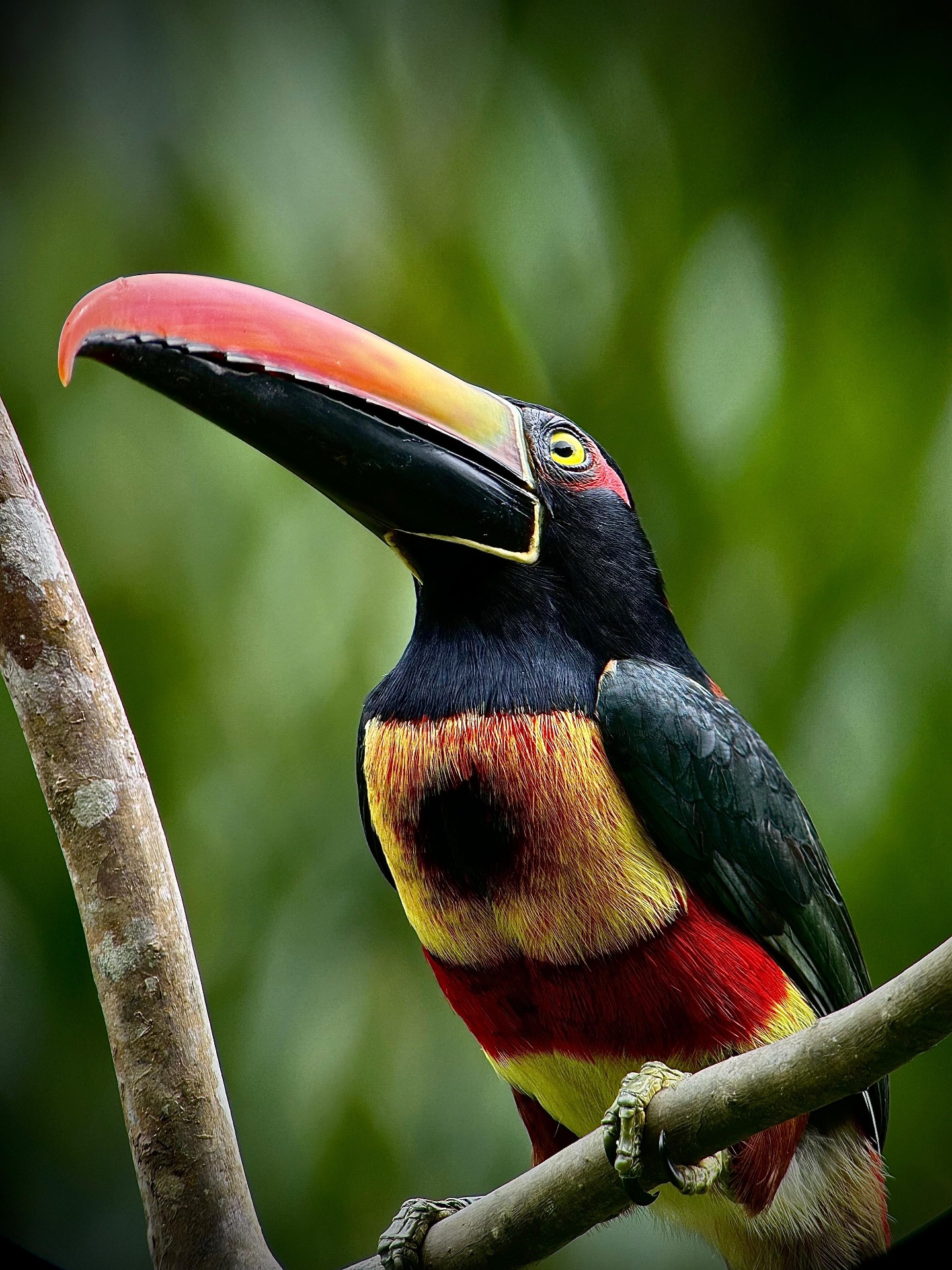 Fiery-billed Aracari spotted on a guided Manuel Antonio National Park tour