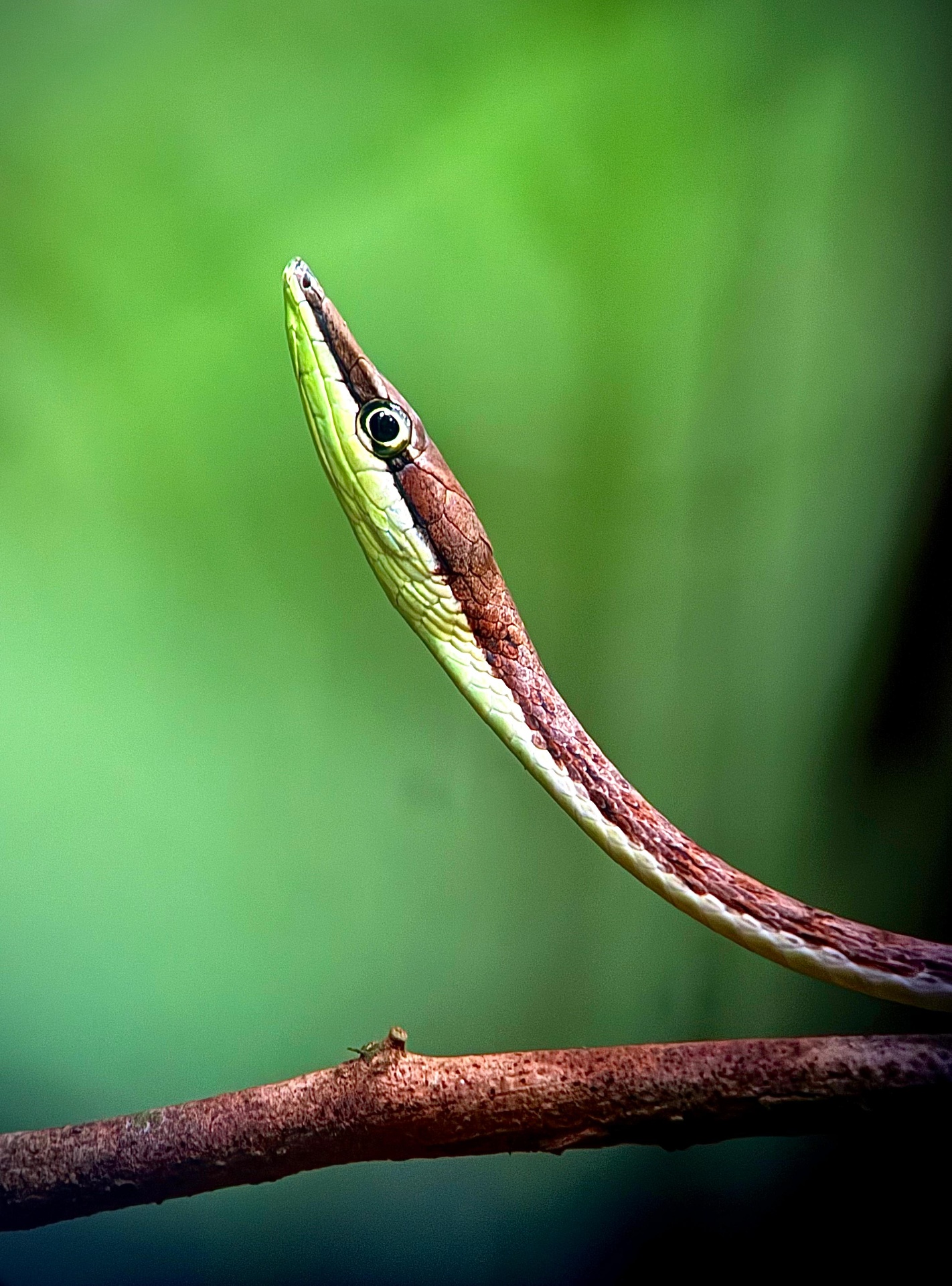 Brown Vine Snake spotted on a guided Manuel Antonio National Park tour