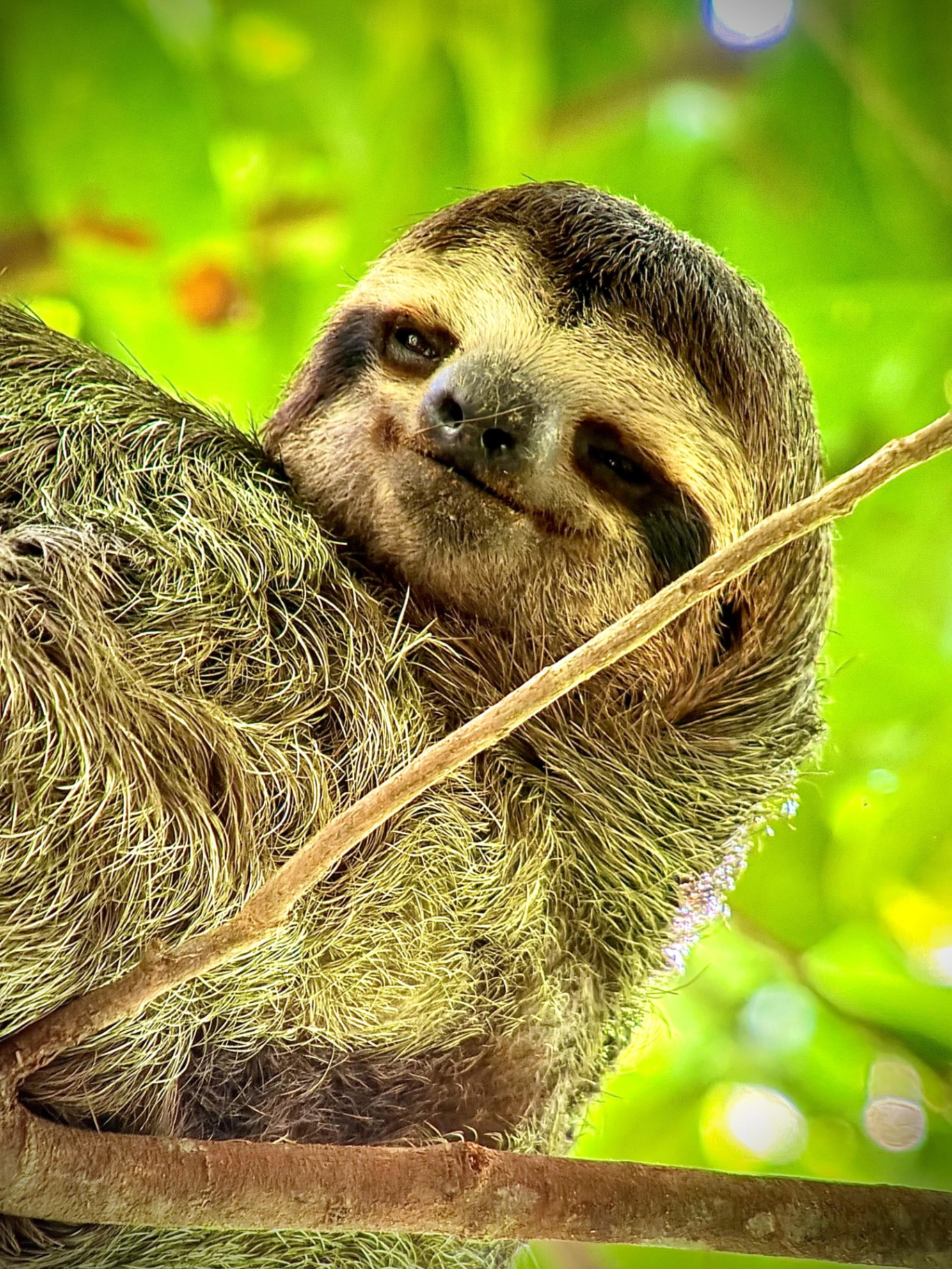 Brown-throated Sloth spotted on a guided Manuel Antonio National Park tour