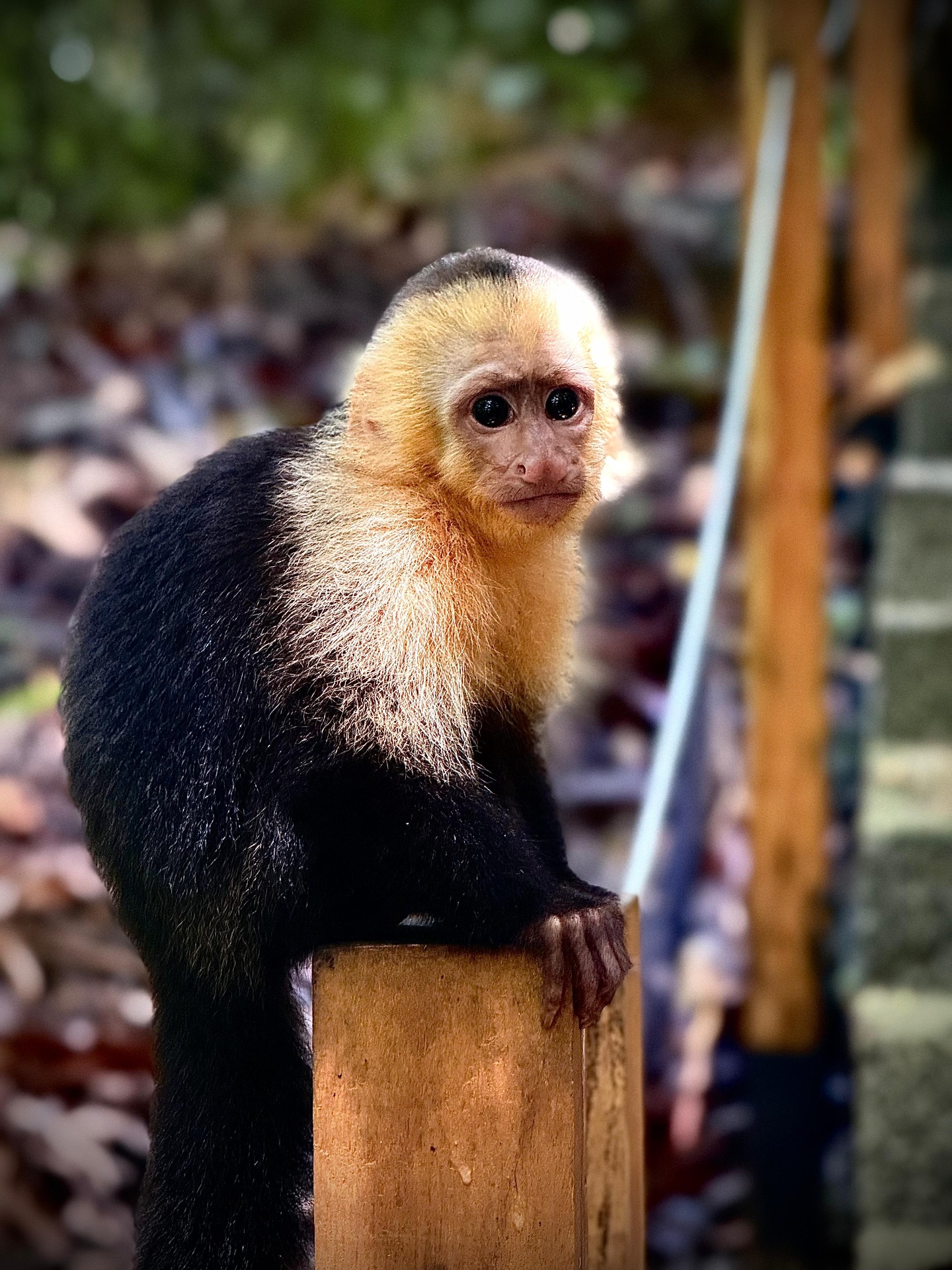 White-faced Capuchin spotted on a guided Manuel Antonio National Park tour