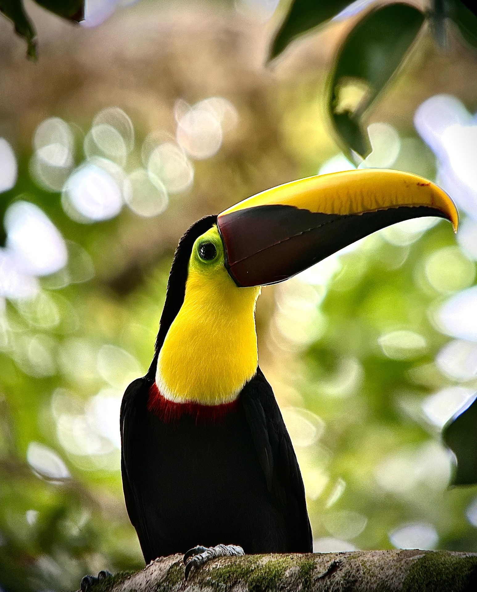 Yellow-throated Toucan spotted on a guided Manuel Antonio National Park tour