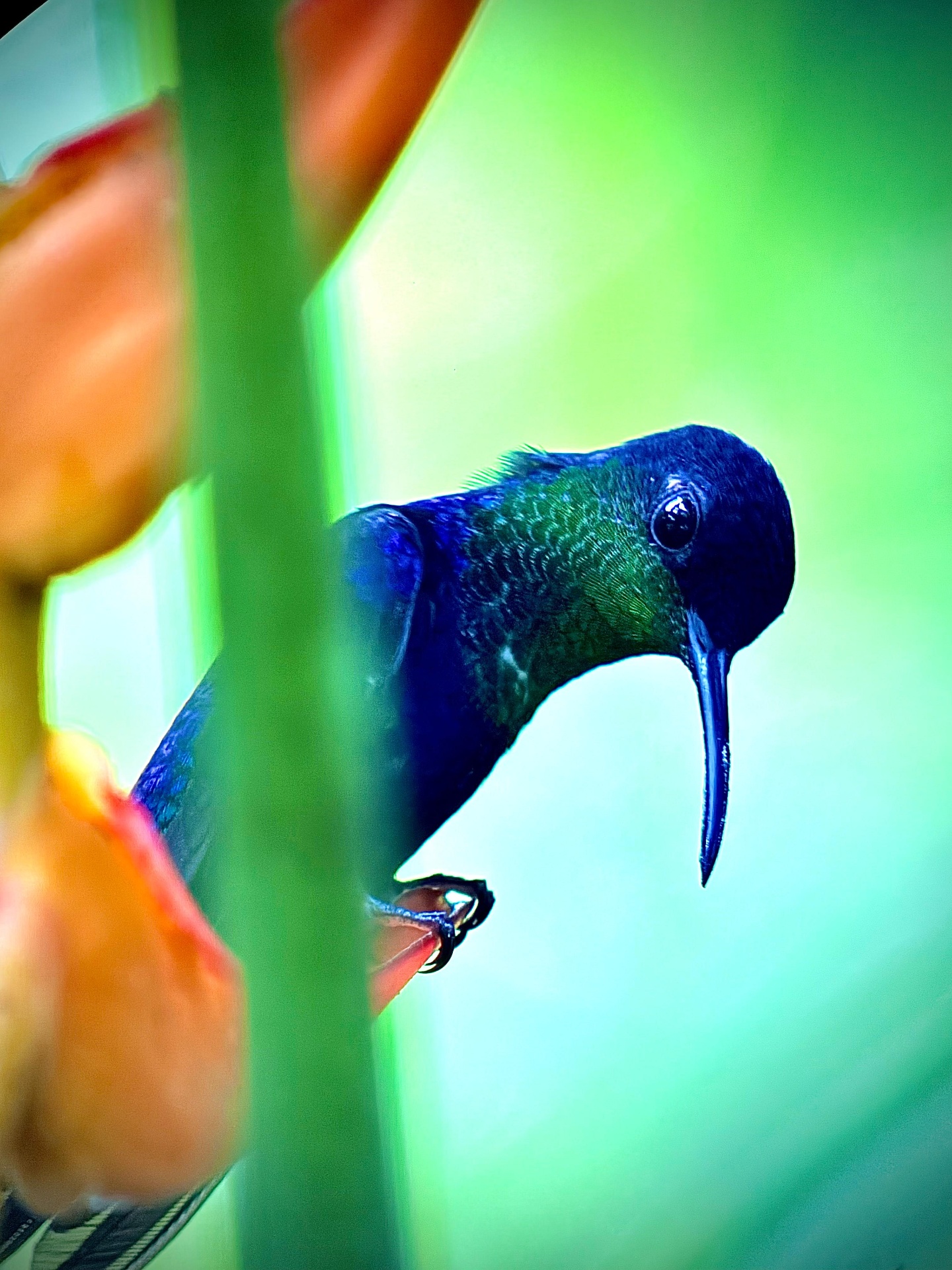 Rufous-tailed Hummingbird spotted on a guided Manuel Antonio National Park tour